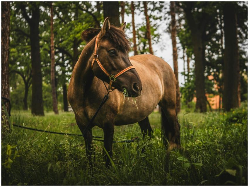 A brown horse with a bridle grazing amidst lush gr