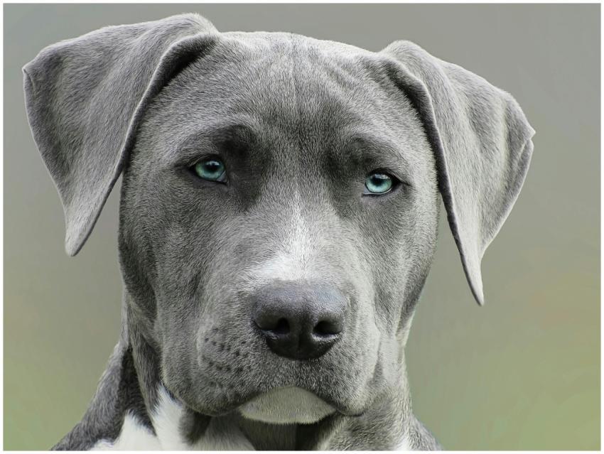 High-resolution close-up portrait of a gray dog wi