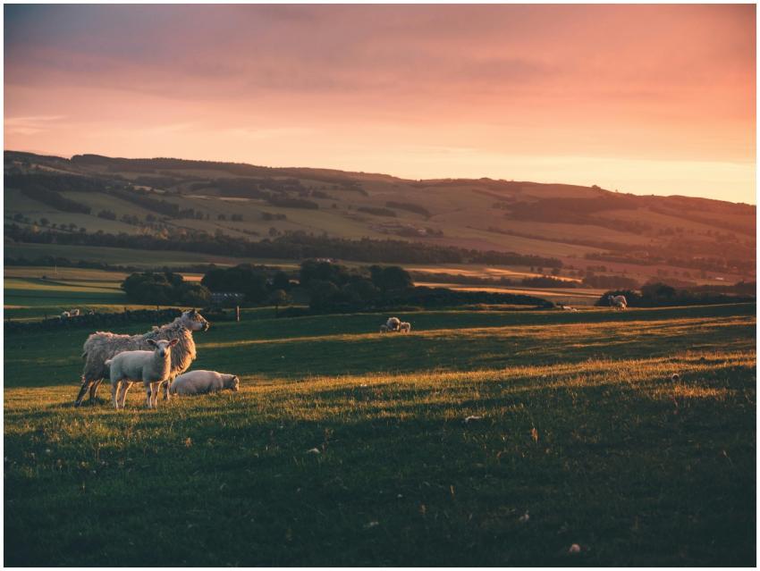 A picturesque rural landscape featuring sheep graz