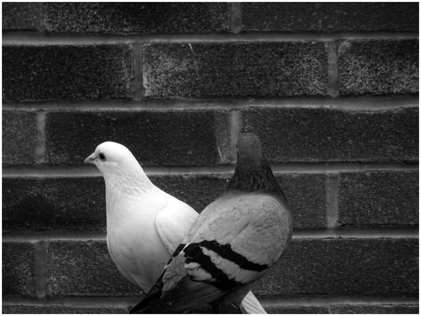 Black and white photo of two pigeons sitting again