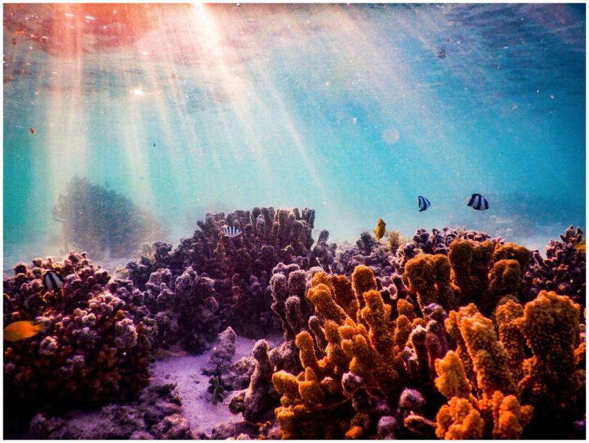 Explore a vibrant underwater coral reef teeming wi