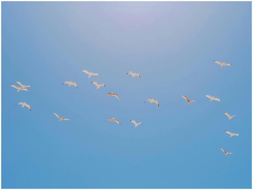 A flock of seagulls gracefully flying across a bri
