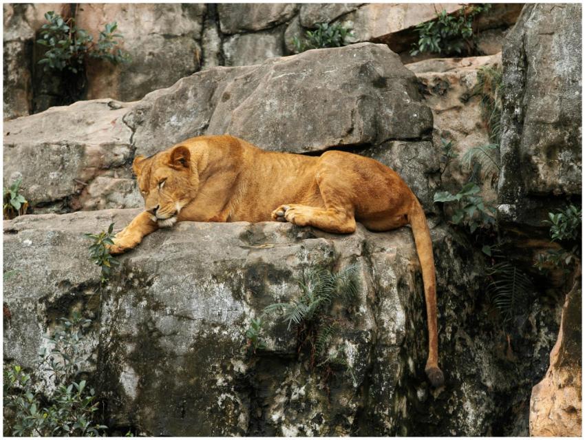 A tranquil lioness rests peacefully on rocks, show