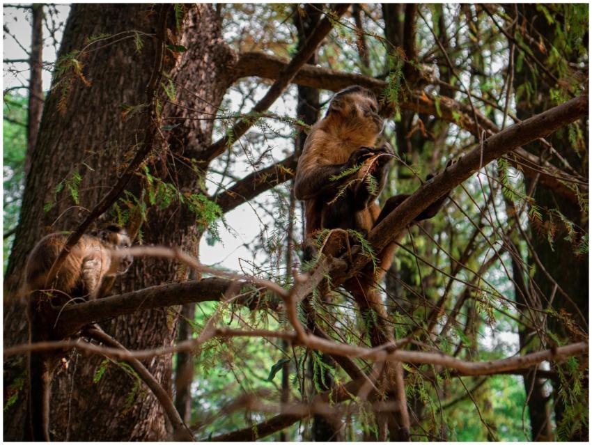Two Capuchin monkeys perched on tree branches, ble