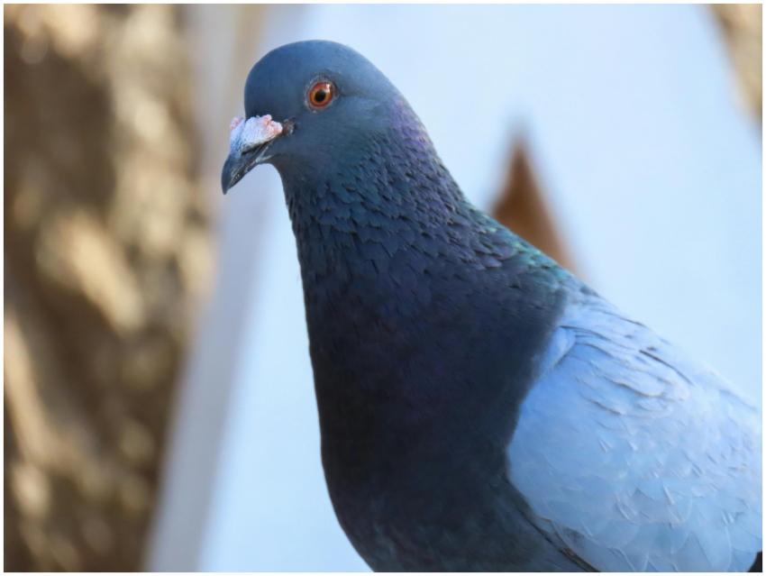 Detailed close-up of a rock dove with shimmering b