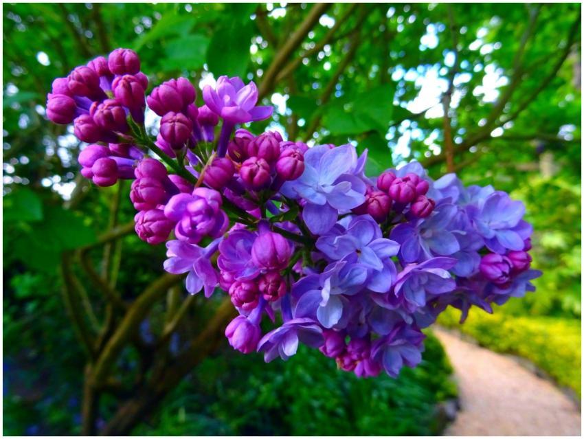 Vibrant purple lilac flowers blooming in a lush ga