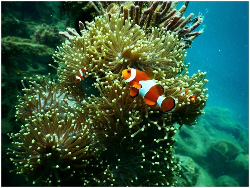 Colorful clownfish among vibrant anemones in Indon