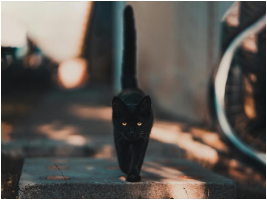 A sleek black cat walking confidently on a sunlit