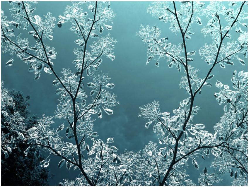 Enchanting view of frosty tree branches against a