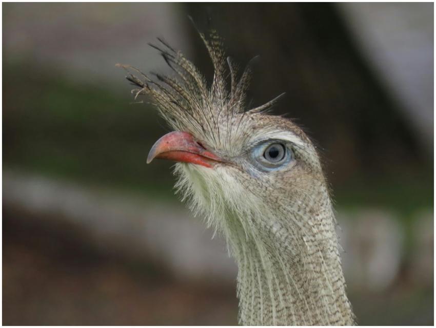 A detailed close-up of a red-legged seriema showca