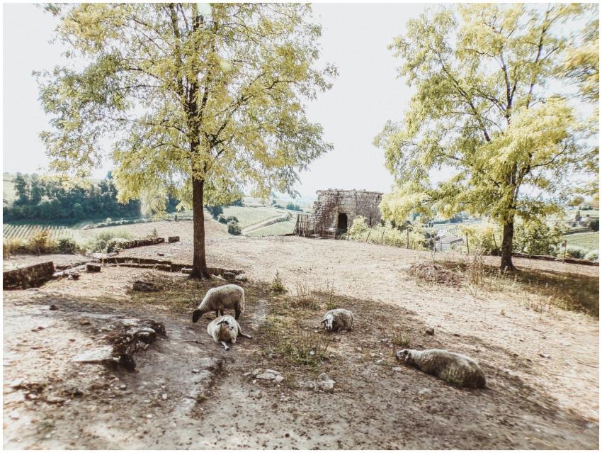 Idyllic countryside view featuring sheep grazing u