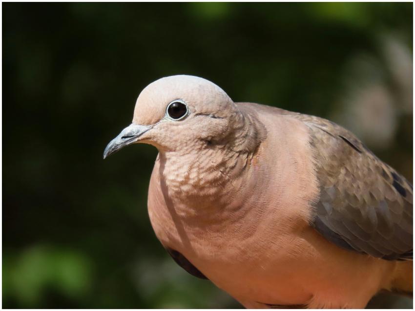 Close-up of an Eared Dove (Zenaida auriculata) in