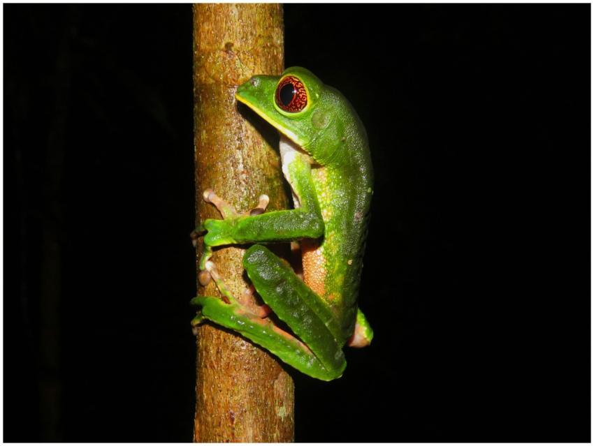 Close-up of a colorful red-eyed tree frog on a tre