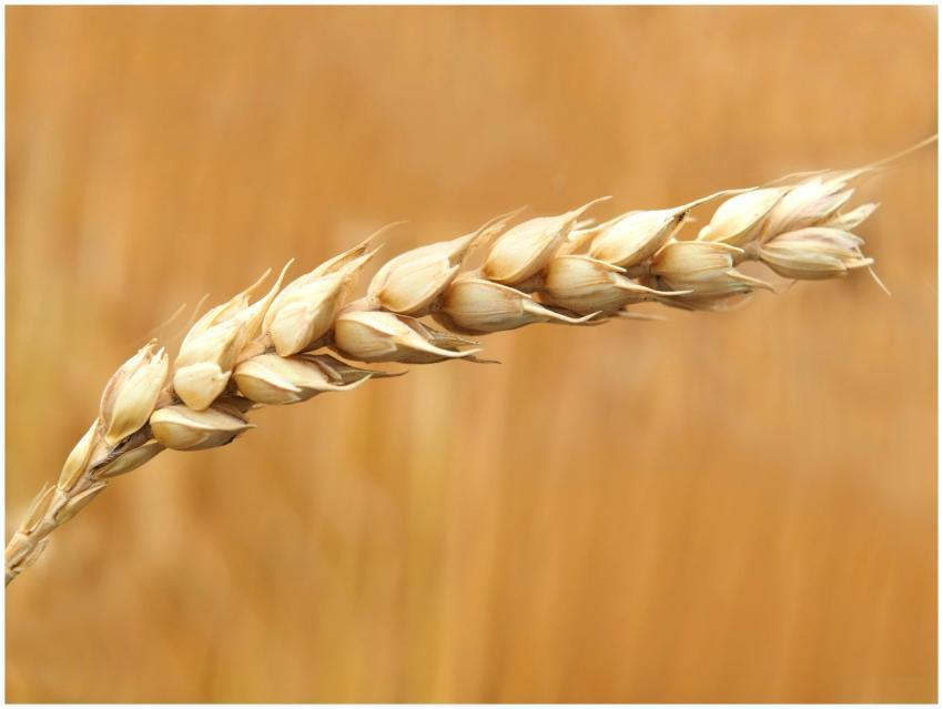 A detailed macro shot of a wheat ear in a sunlit f