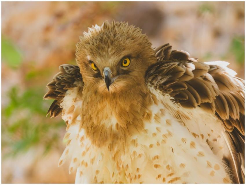 Intense gaze of an eagle with striking yellow eyes