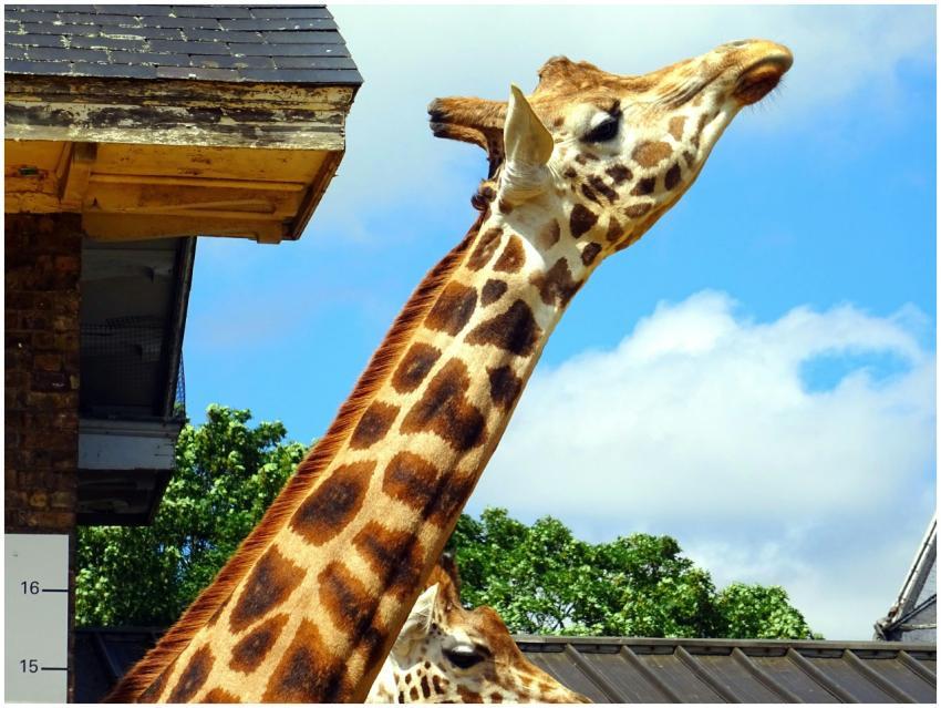 Giraffe with a long neck near a building under a c