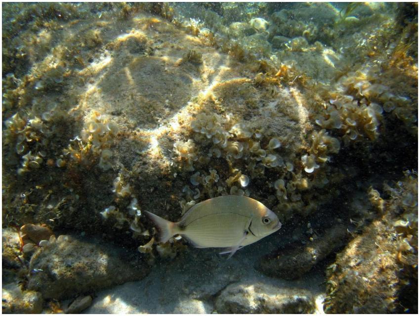 Free stock photo of formentera