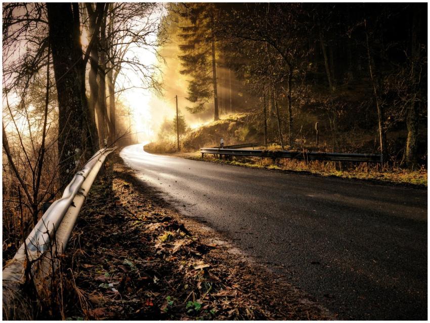 A tranquil forest road with golden sunlight filter