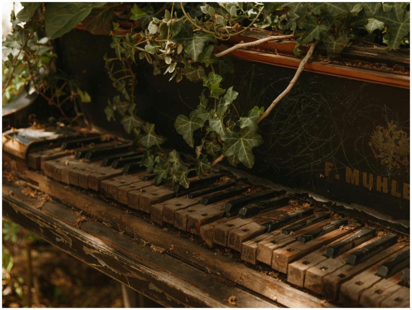 A forgotten old piano overtaken by lush green ivy