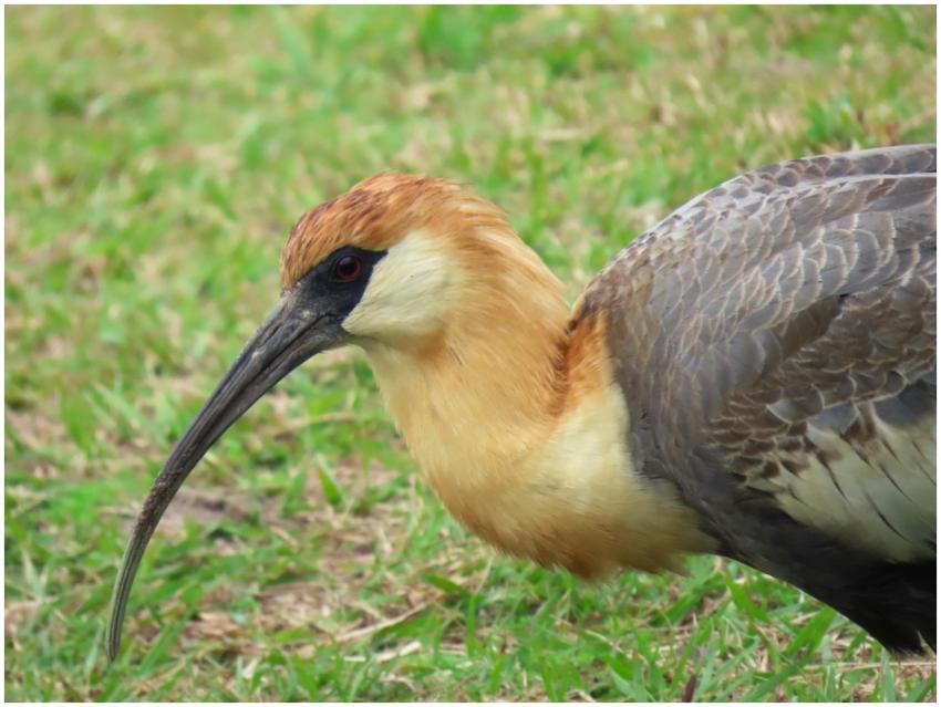 Detailed close-up of a Buff-necked Ibis on grassy