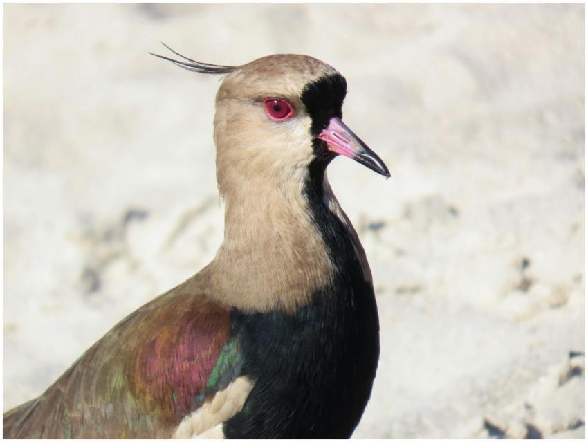 Detailed view of a Southern Lapwing bird at the be