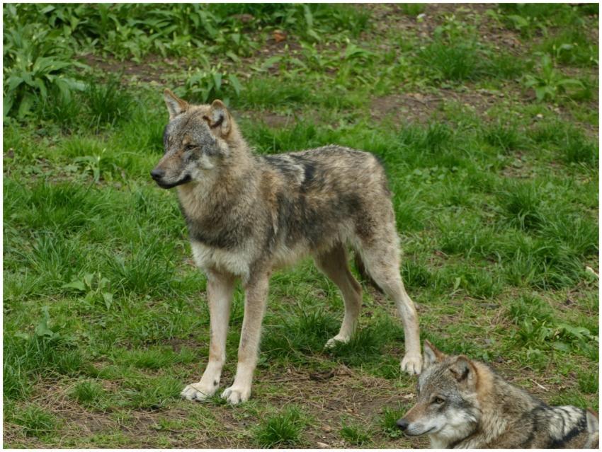 Two majestic gray wolves (Canis lupus) in a lush g