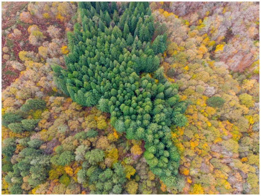 Captivating aerial view of a colorful autumn fores