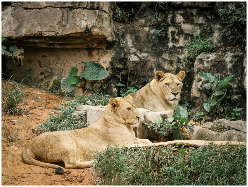 Two lionesses lying down among rocks and greenery,