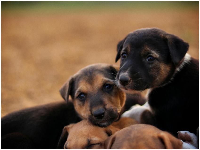 Adorable Puppies Snuggling Outdoors