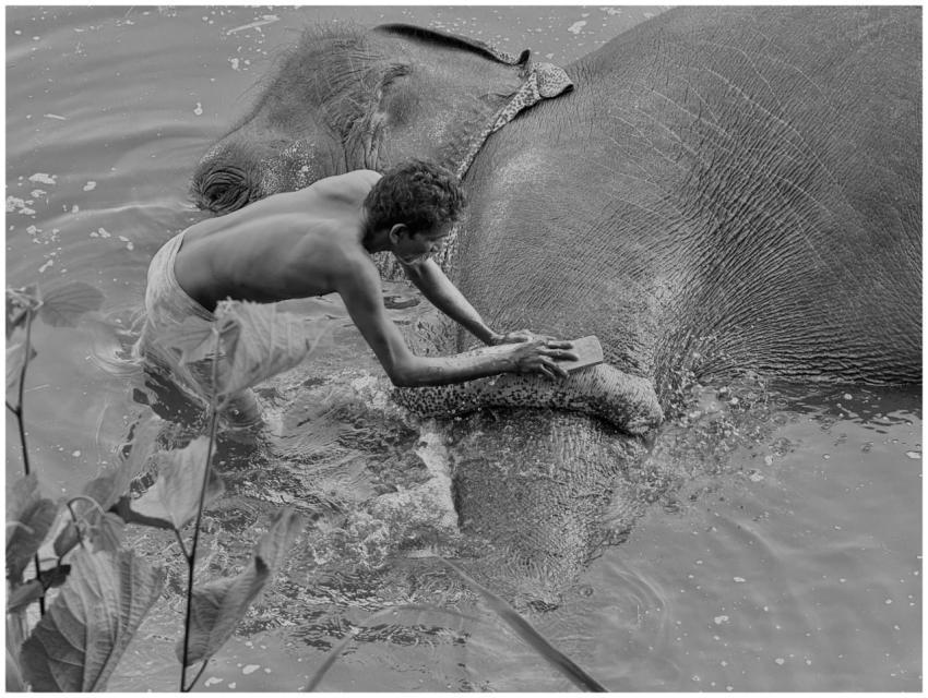 Man Bathing Elephant Refreshing