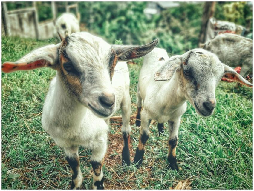 Adorable young goats exploring a vibrant, green pa