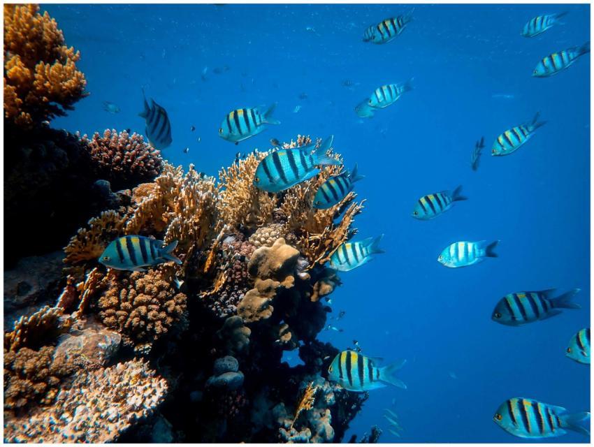 Lively school of fish swimming over an exotic cora