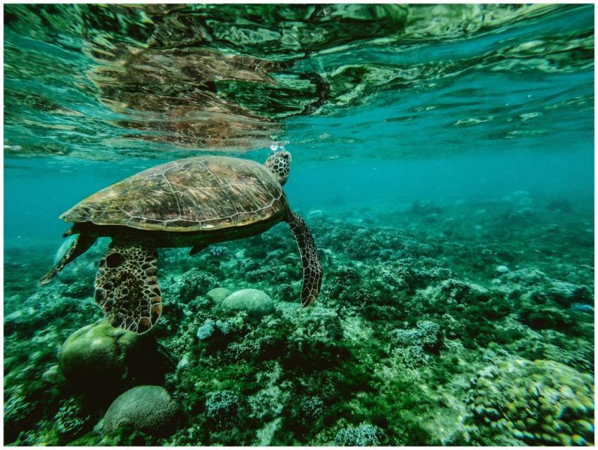 Explore the beauty of a sea turtle gliding through