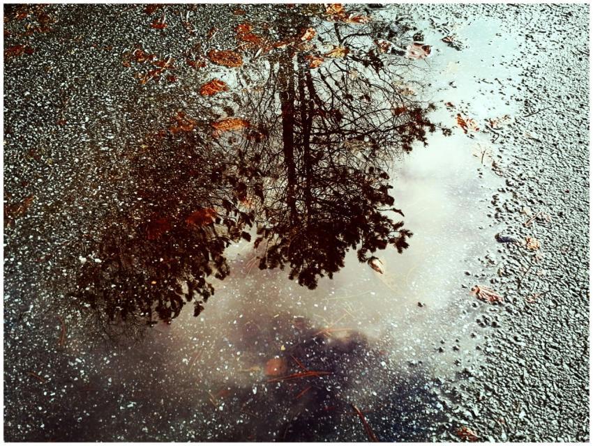 Reflection of trees seen on a wet asphalt surface