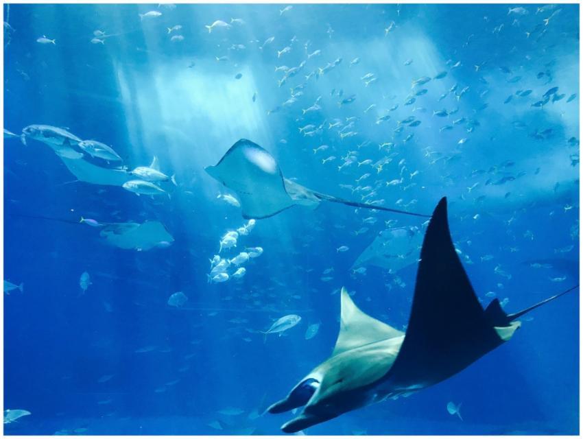 Stunning underwater image showcasing stingrays gli