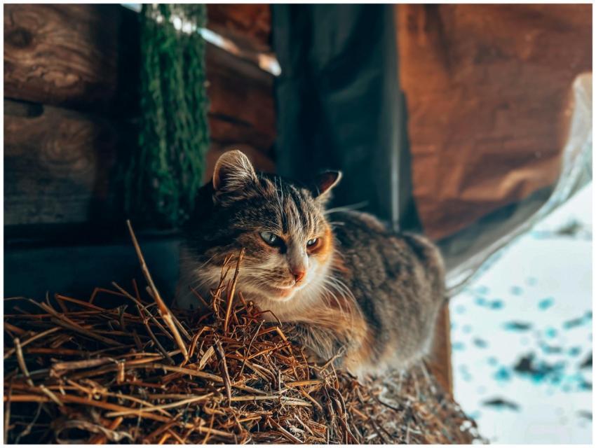 A cozy cat rests on a straw bale inside a rustic w