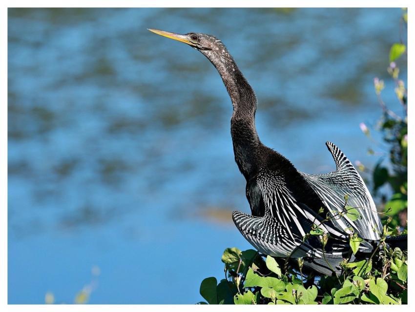 Bird Avian Cool Backgrounds Nature