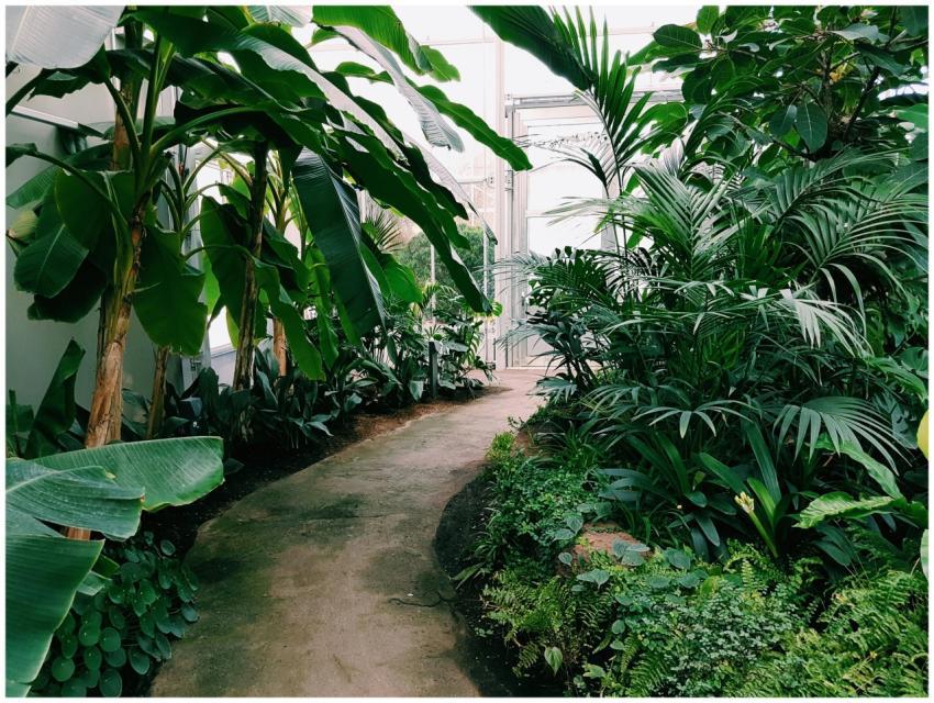 Explore the vibrant tropical plants lining this gr