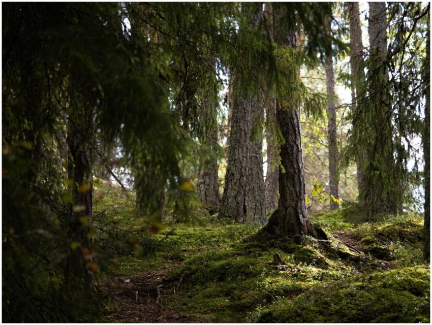 Explore the tranquil beauty of a lush forest in Ra