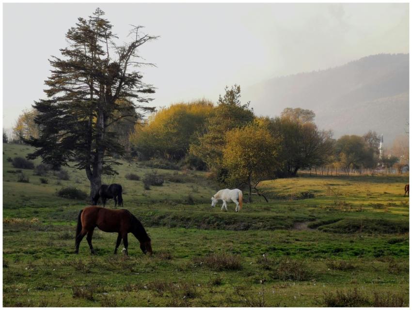 Tranquil rural scene of horses grazing in a lush g