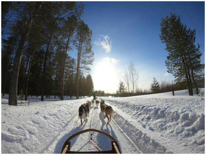 Experience a thrilling dog sled journey through th