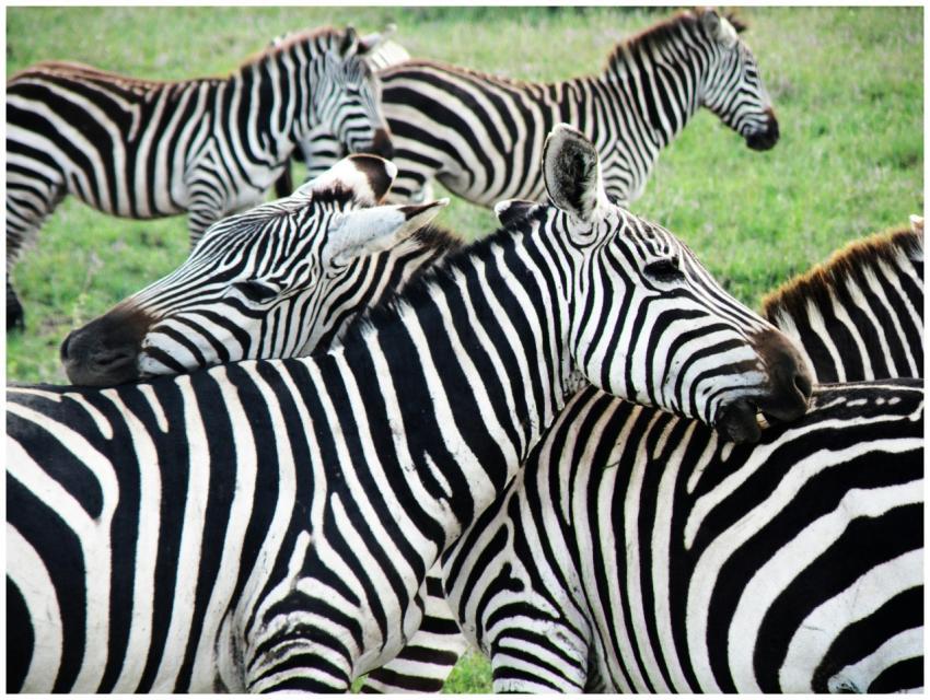 Close-up of zebras grazing in Nairobi's scenic sav