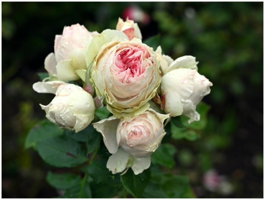 Close-up of soft pink and white garden roses showc