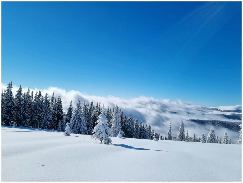 Serene Winter Landscape Snow