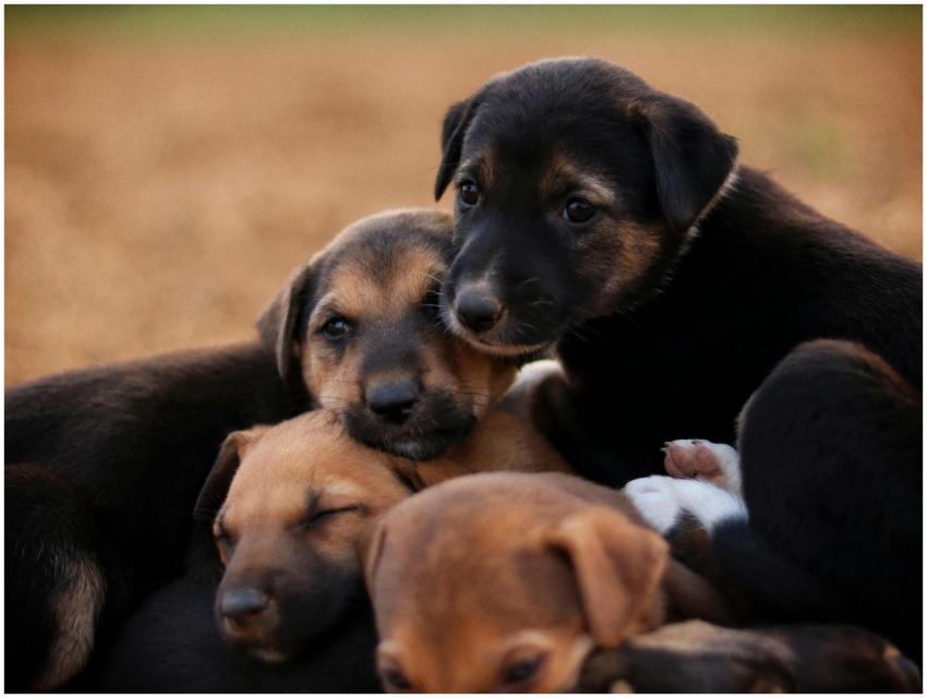 Adorable Group Puppies Snuggling
