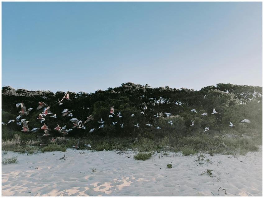 A flock of birds soaring over the sandy shore at E