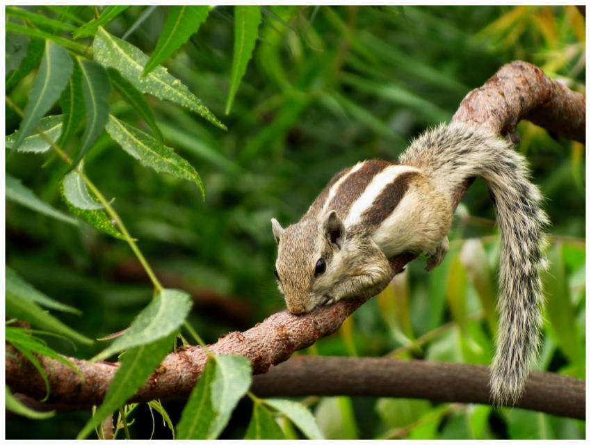 Close-up of an Indian palm squirrel resting on a b