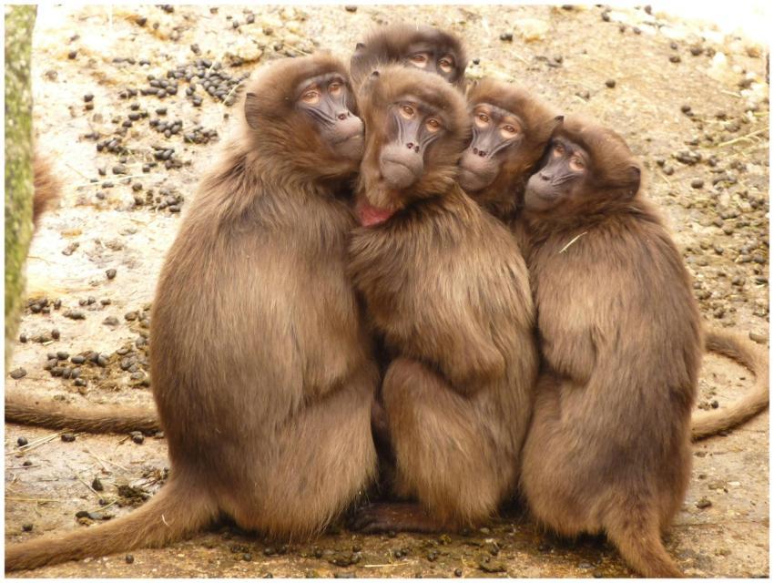 A group of Gelada monkeys huddled closely together