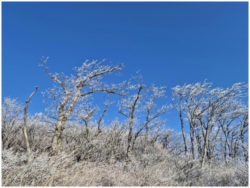 Frost Covered Trees Against