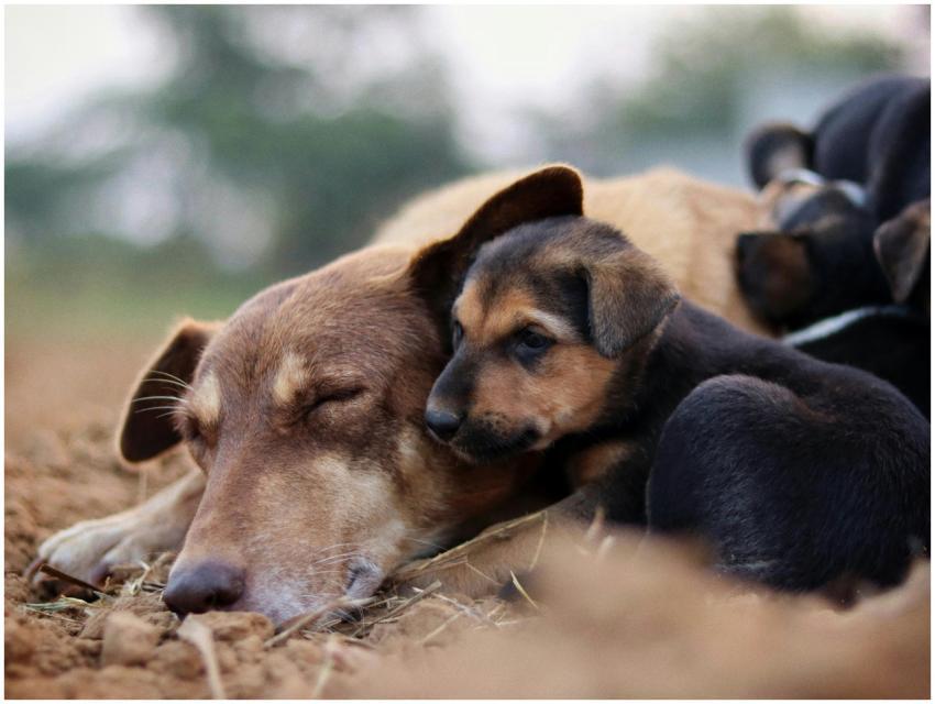 Tender Moment Between Dog